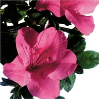 Бис Азалия Есенен Карнавал Розов Цъфтеж Храст - Пълно Слънце Живо Открито Растение